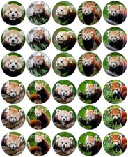 Red Panda Cupcake Toppers