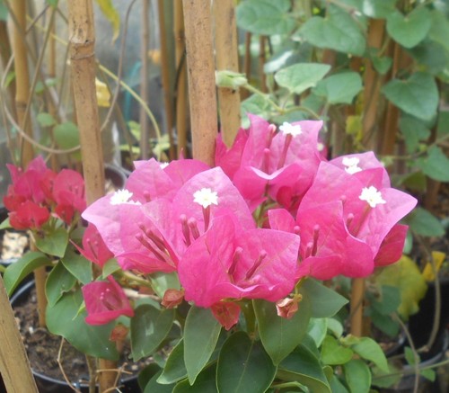 Young candy pink flowering - candy,