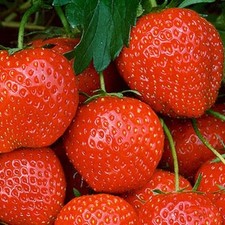 5 X STRAWBERRY Cambridge