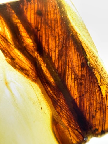 Burmese burmite cretaceous - burmese,