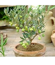 Olive Tree Seeds - 50 Olea  Seeds (Italy ) Grown Your Own Olive Tree - UK Seller