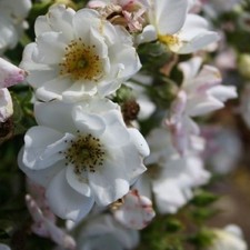 Francis E.  Lester - Rambling