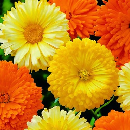 Calendula flower large - calendula,