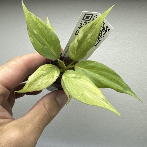 Philodendron gloriosum - philodendron,