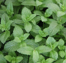 English Garden Mint Herb plant