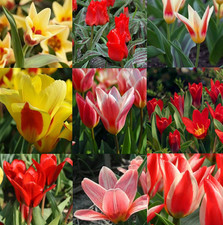 ?TULIP BULBS 'DWARF ROCKERY' ?| Spring Flowering Tulip Bulbs | PEACOCK MIX,