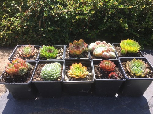 Sempervivum mix plants - sempervivum, |