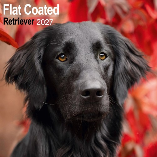 Flat coated retriever - flat, calendar