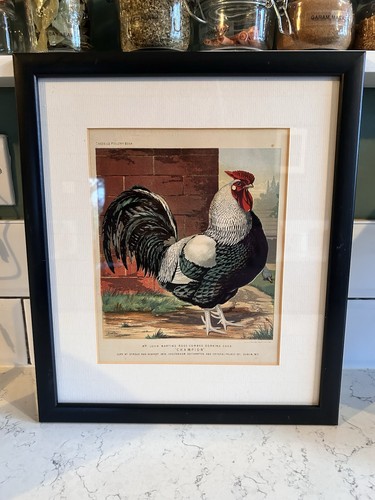 Antique poultry print - poultry,
