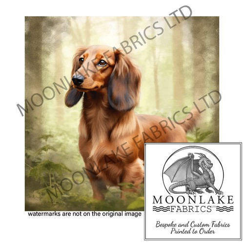 Dachshund long hair forest - hair,