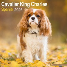 Cavalier King Charles Spaniel