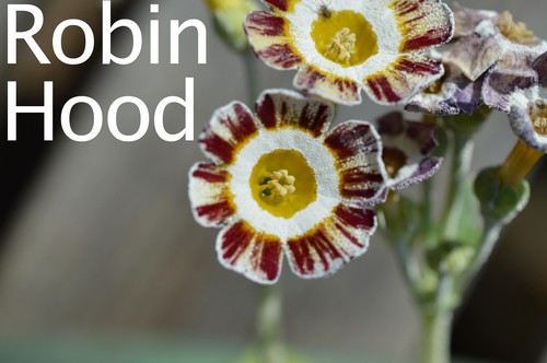 Primula auricula plants six - primula,