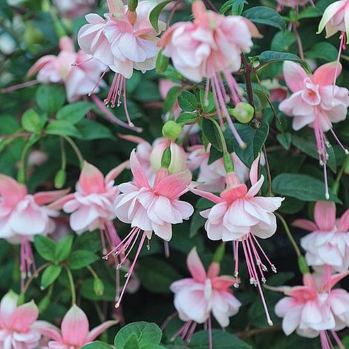 Giant trailing fuchsia - giant,