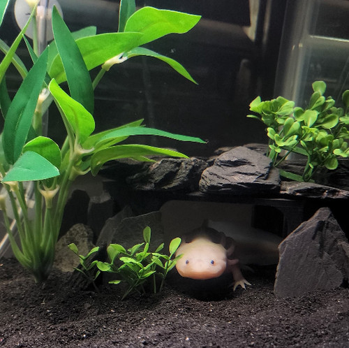 Corner axolotl shrimp and - corner,