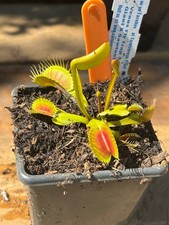 Venus Fly Trap Red Spider