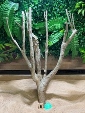 Talawa Wood Aquascaping