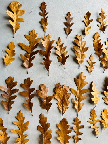 Dried oak leaves bioactive - dried,