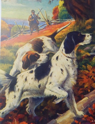 Hunting dogs hunter cucci - hunter, a