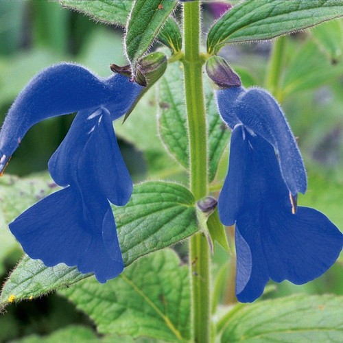 Salvia patens regal blue - salvia, 'patens