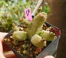 Pseudolithos dodsonianus