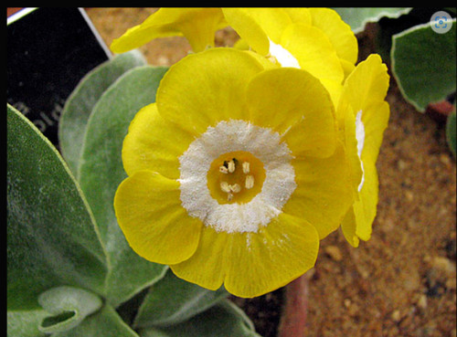 Primula auricula pot gold - auricula, o