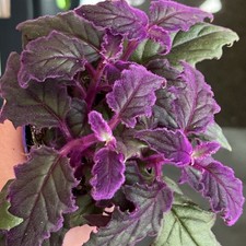 Houseplant Gynura Purple