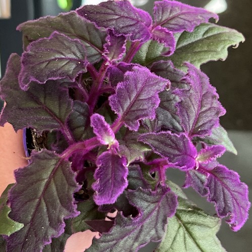 Houseplant gynura purple - gynura,