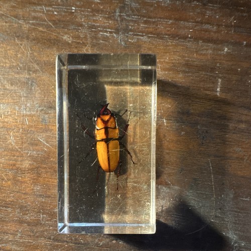 Beetle bug insect specimen - beetle,