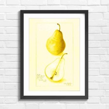 Wilder Early Pear Fruit