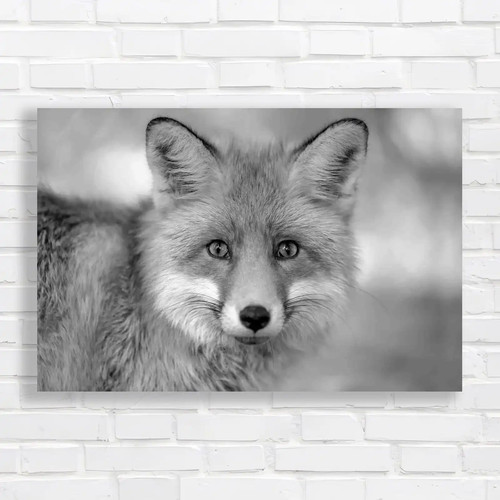 Young fox portrait - young,