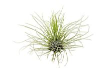 Tillandsia argentea Live air plant bioactive natural vivarium terrarium wood 