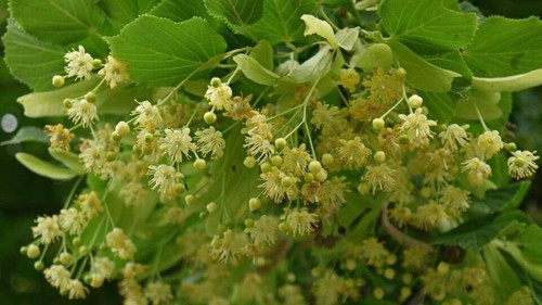 Tilia cordata seeds - cordata, 20