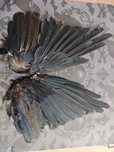 Crow wings displayed - crow, open