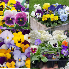 Mixed Colours Pansy Plants Garden Ready Plugs X 20 Winter Pansies Live Flowering