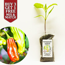 Pepperoncini - Snack Chilli