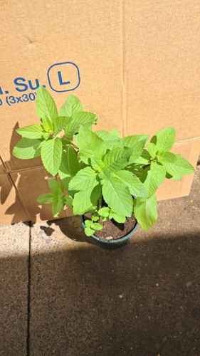 Tulsi basil plant 100 - 4x,