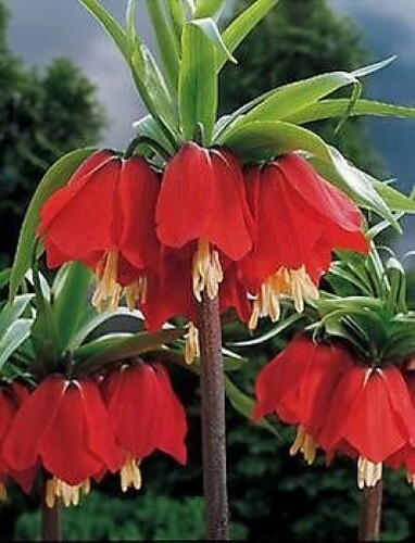 Giant fritillaria rubra - 3,