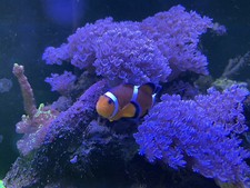 Pulsing Xenia Soft Coral Frag/colony - Beginner Coral