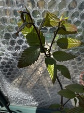 Sweet Chestnut Tree