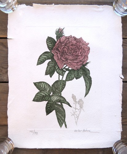 Rose with buds - with, hohne