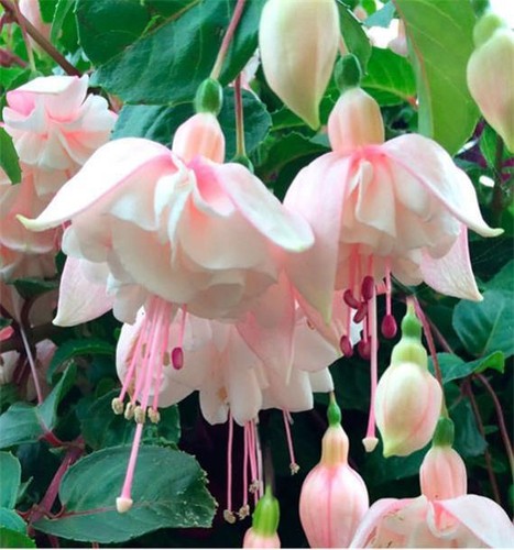 Fuchsia annabel plant 9cm - in,