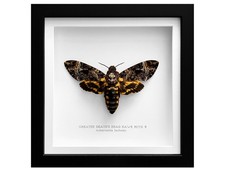 Real Greater Death's Head Hawk