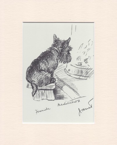 Scottish terrier scottie dog - scottish,
