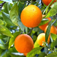 Citrus Tree, Mandarin Fruit