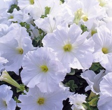 x10 Petunia Frenzy White - XL