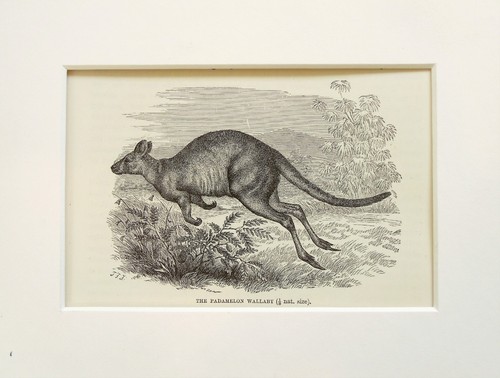Pademelon wallaby marsupial - pademelon,