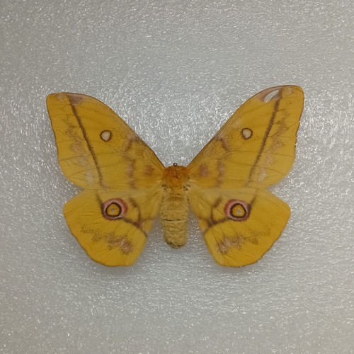 Golden emperor moth - golden,