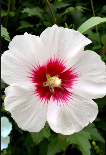 Red heart hibiscus syriacus - red,