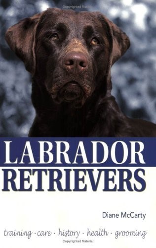 Labrador retrievers very good - labrador, retrievers,