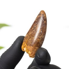 Inch african t rex - 1.82, t.